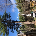 Pine Tree
