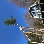 Very Tall Pine Tree