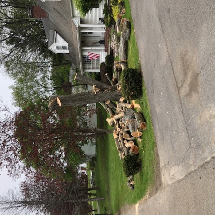 Honey Locust Tree