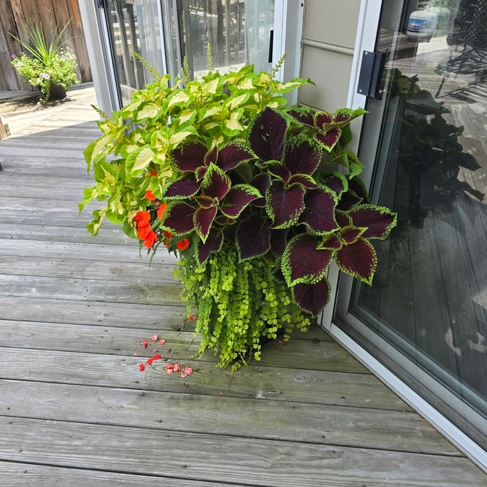 Seasonal Flowers
