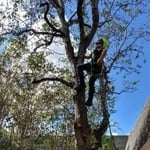 What branch next?