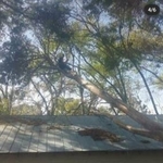 Limbs over home
