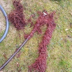 ROOTS