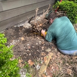 Bush removal