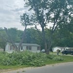 Grasonville Maple Trees