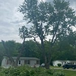 Grasonville Maple Trees