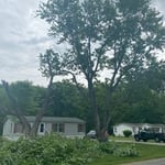 Grasonville Maple Trees