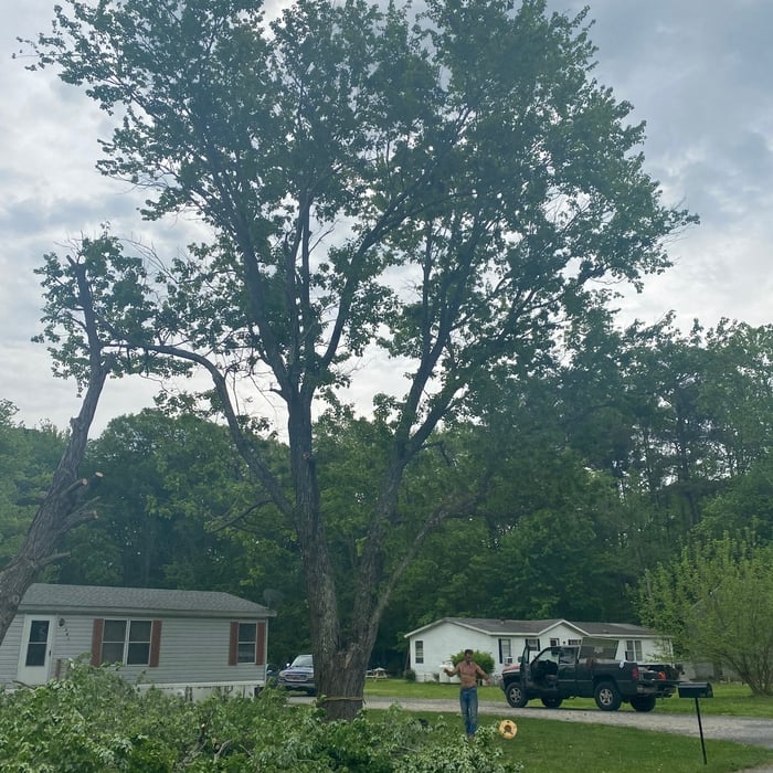 Grasonville Maple Trees