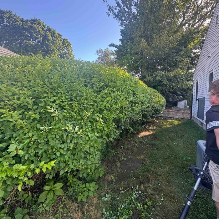 Hedge trimming