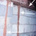 termite tubes on ispection