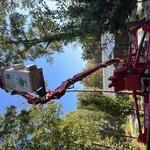 Tree Removal