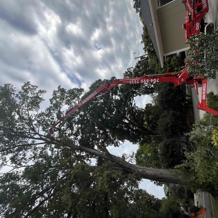 Tree Removal