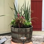 Plants