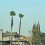 Mexican palm tree trimmed