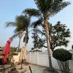Queen palm tree