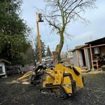 Tree Removal and Cleanup