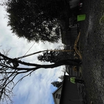 Tree Removal and Cleanup