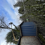 Tree Removal and Cleanup