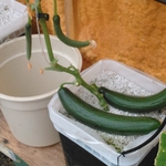 Cucumbers