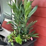 Summer flower pots