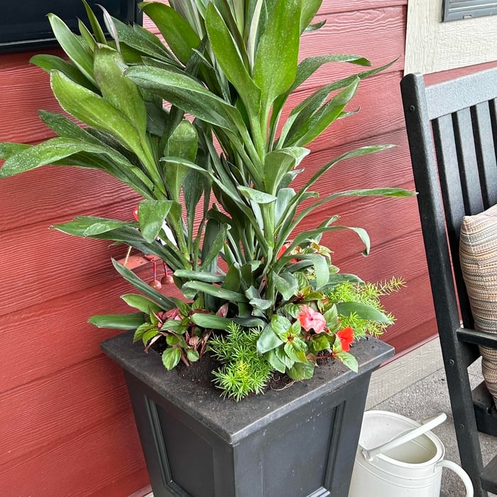 Summer flower pots