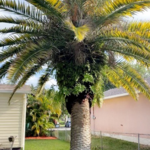 Tree Trim