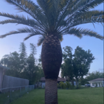 Tree Trim