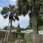 Tree Trim