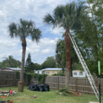 Tree Trim