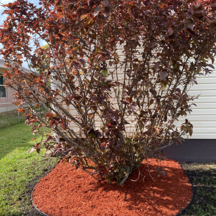 Shrub Trim
