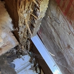 Termites