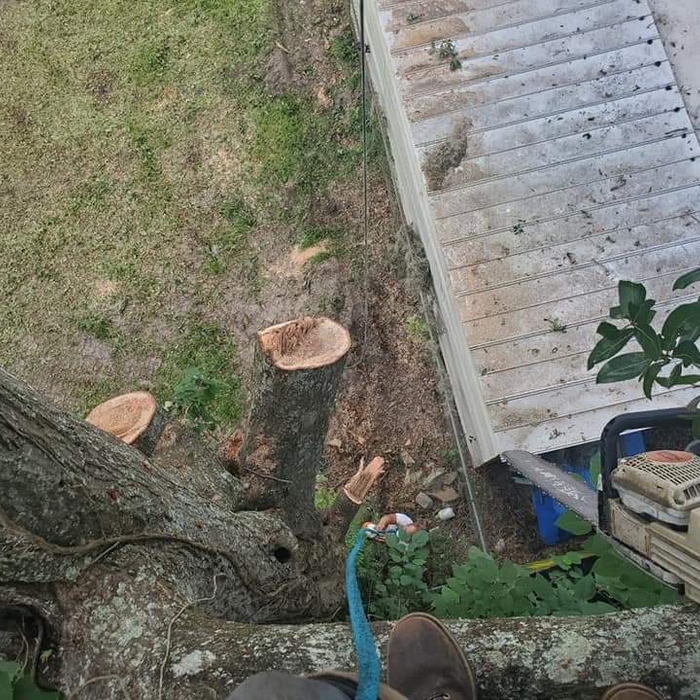 Tree views