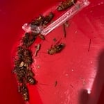 Palmetto Bugs
