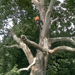 Tree Service