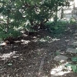 IL Yard Cleanup.