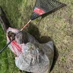 Leaf Removal