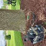 Emerald Ash Borer (EAB) Injections