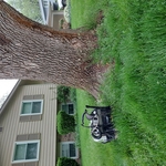 Emerald Ash Borer (EAB) Injections