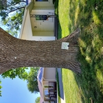 Emerald Ash Borer (EAB) Injections