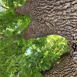 Emerald Ash Borer (EAB) Injections