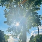 Tree before limb’s removed