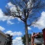 Oak tree removal
