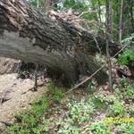 Storm damaged tree