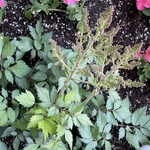 Front yard shade perennials