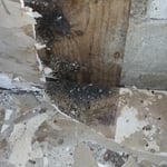 Nasty looking mold in a house