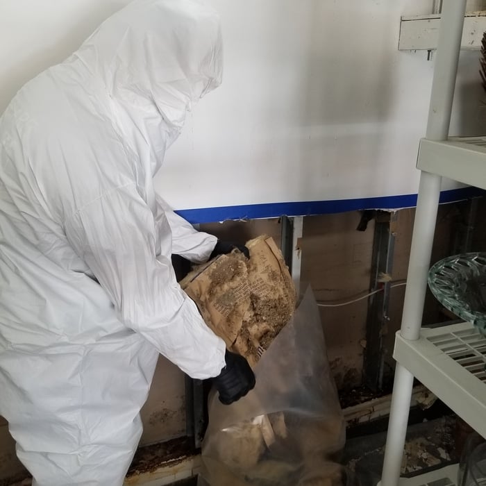 Tech disposing of mold infested drywall