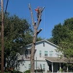 Tree Removal