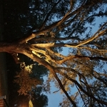 Landscape lighting