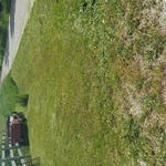 Tall grass in ditch