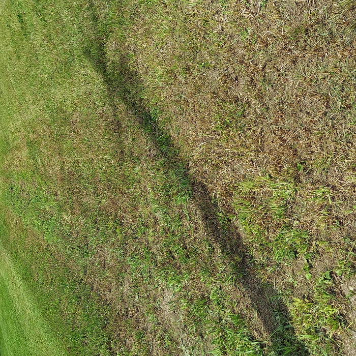 Big lawn
